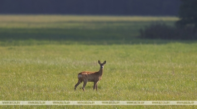 Price tags for Belarusian hunting trophies revealed