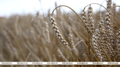 Belarus’ grain harvest 2024 at 10.3m tonnes