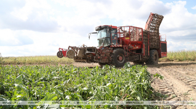 Belarus&#039; sugar beet harvest exceeds 900,000t